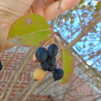 Viburnum Prunifolium fruit